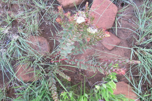 Image of Helichrysum acutatum by (c) James Deacon, some rights reserved (CC BY-SA)