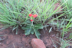 Crossandra greenstockii