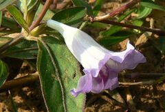 Ruellia repens