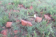 Gladiolus longicollis