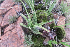 Ledebouria inquinata