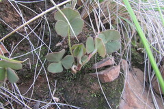 Oxalis obliquifolia