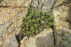 Crassula setulosa