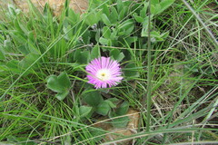 Delosperma deilanthoides