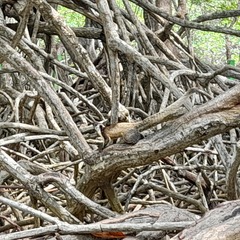 Ratufa bicolor