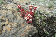 Crassula setulosa deminuta