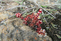 Crassula setulosa deminuta