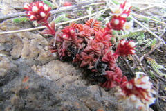Crassula setulosa deminuta