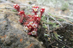 Crassula setulosa deminuta