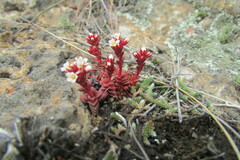 Crassula setulosa deminuta