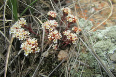 Crassula setulosa deminuta
