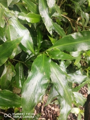 Coleotrype natalensis