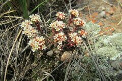 Crassula setulosa deminuta