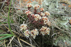 Crassula setulosa deminuta