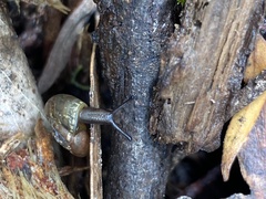 Thryasona diemenensis