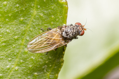 Lauxaniinae