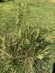 Australopyrum pectinatum