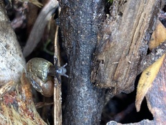 Thryasona diemenensis