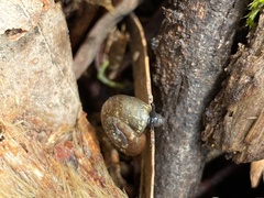 Thryasona diemenensis