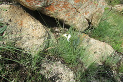 Heliophila rigidiuscula