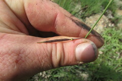 Heliophila rigidiuscula