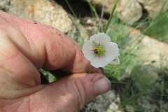 Heliophila rigidiuscula