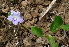 Ruellia repens