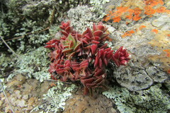 Crassula setulosa deminuta