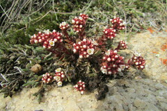 Crassula setulosa deminuta
