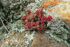 Crassula setulosa deminuta