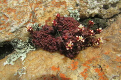Crassula setulosa deminuta