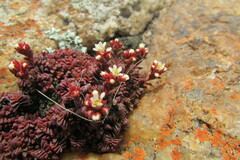 Crassula setulosa deminuta