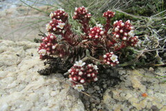 Crassula setulosa deminuta