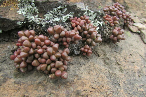 Anacampseros lubbersii Bleck
