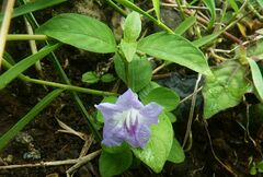 Ruellia repens