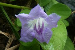 Ruellia repens