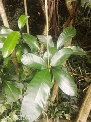 Tabernaemontana ventricosa