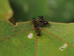 Pristomyrmex punctatus