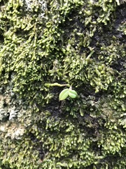 Drymoanthus adversus