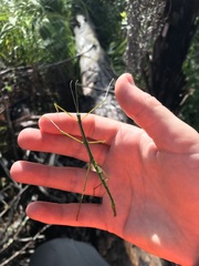 Phasmatinae