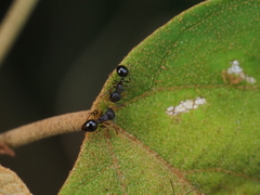Pristomyrmex punctatus