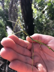 Phasmatinae