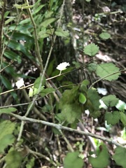 Rhabdothamnus solandri