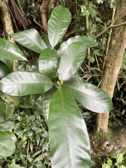 Tabernaemontana ventricosa