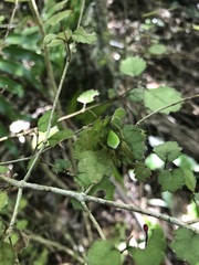 Rhabdothamnus solandri