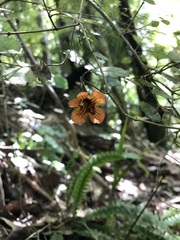 Rhabdothamnus solandri
