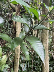 Tabernaemontana ventricosa