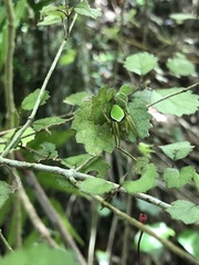 Colaranea viriditas