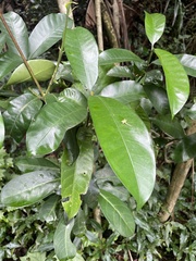 Tabernaemontana ventricosa