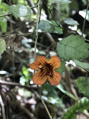 Rhabdothamnus solandri